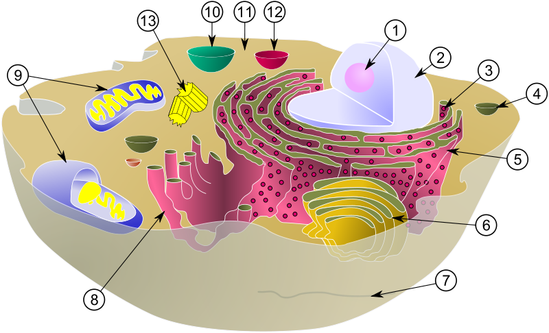 800px-Biological cell.svg