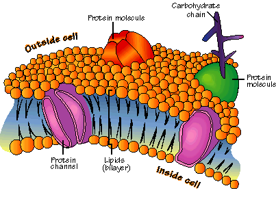 Cell membrane