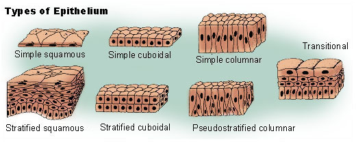 Epithelium tissue