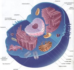 Nucleus45